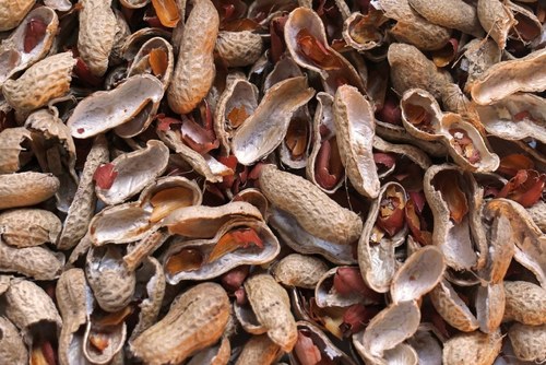 GROUNDNUT HUSK